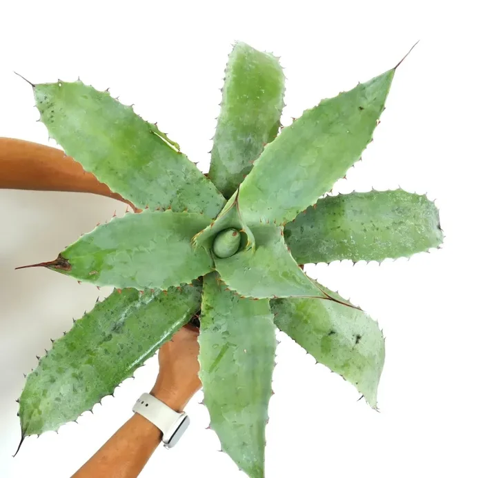 Agave parrasana X cerulata X ovatifolia