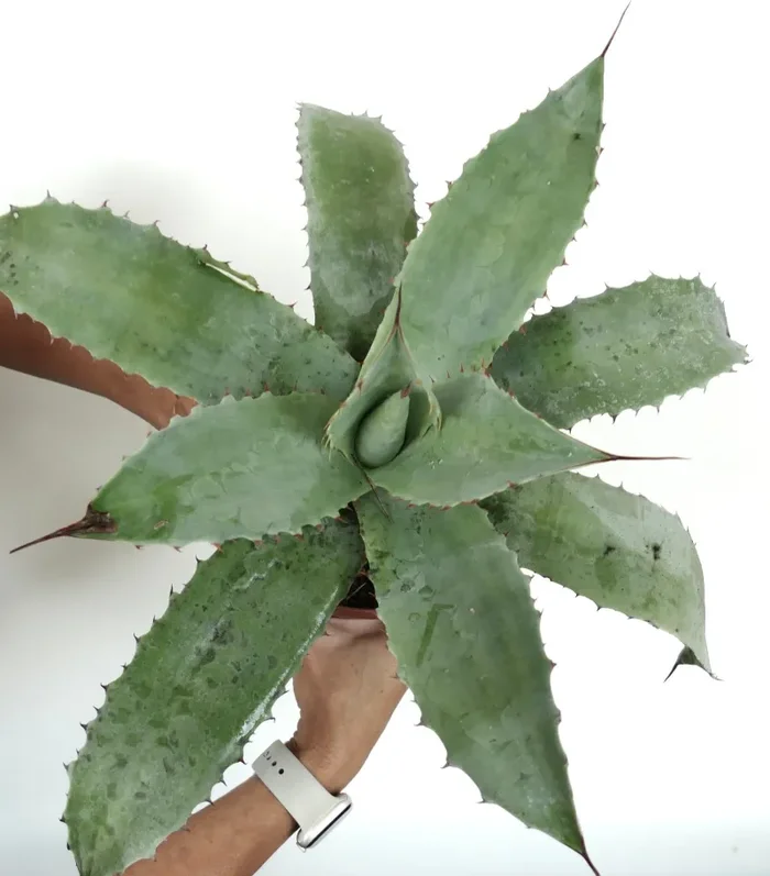 Agave parrasana X cerulata X ovatifolia - immagine 3