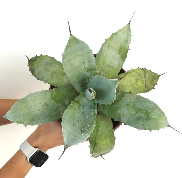 Agave parryi var truncata X Agave ovatifolia