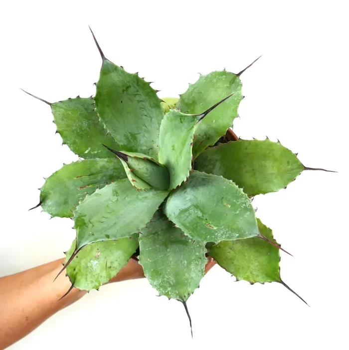 Agave parryi X Agave parryi truncata