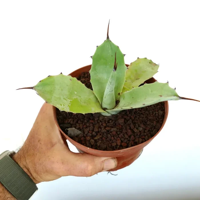 Agave parryi X ovatifolia - immagine 2