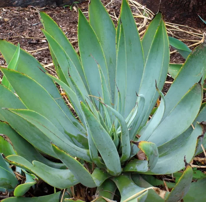 Agave pedunculifera subsp dentata 20-30 cm Moda