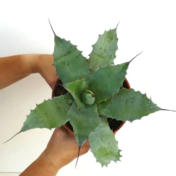 Agave salmiana X Agave ovatifolia X Agave parrasana