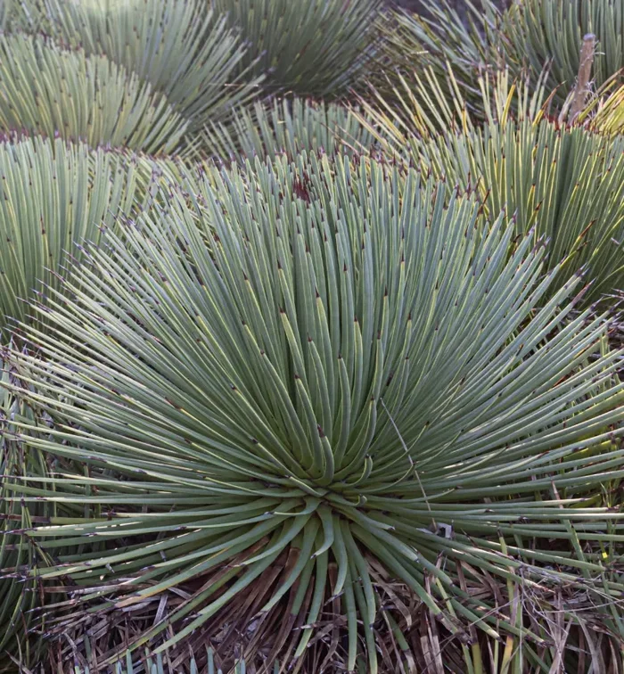 Agave stricta var. echinus SEMI
