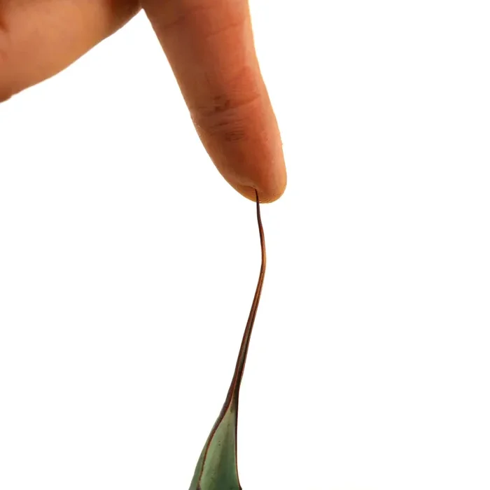 Agave tequilana X Agave eborsipina (long leaves) Vendita calda online