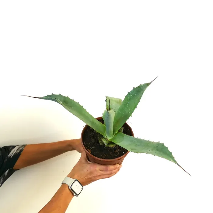 Agave tequilana X Agave eborsipina (long leaves) Vendita calda online - immagine 2