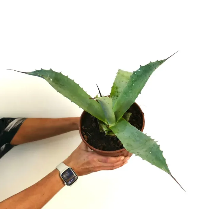 Agave tequilana X Agave eborsipina (long leaves) Vendita calda online - immagine 3