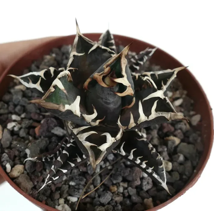 Agave titanota cultivar DARK KNIGHT Rare Selected USA Clone