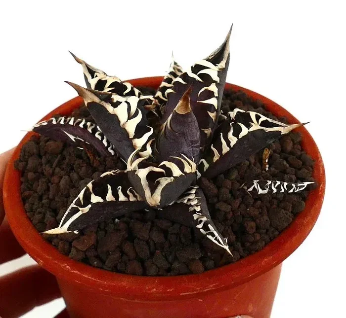 Agave titanota cv DARK KNIGHT SELECTED SIZE Y33