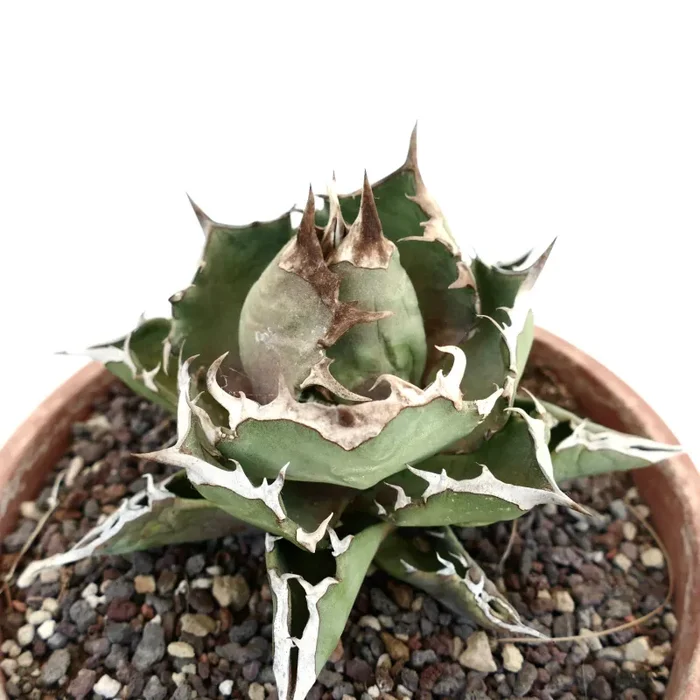 Agave titanota cv SHARK SHOUI COMPACT A6 In saldo
