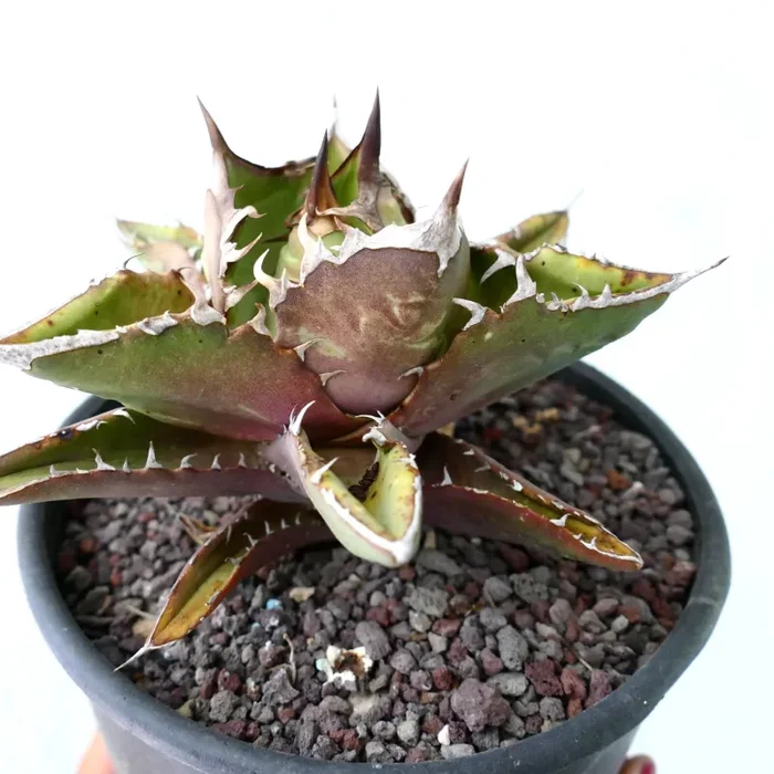 Agave titanota - immagine 3