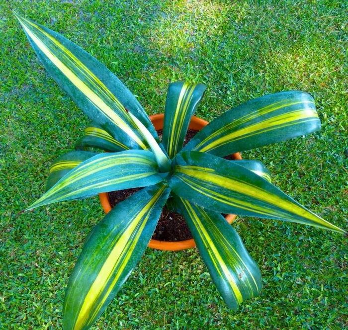 Agave weberi STRIATA VARIEGATED 10-20cm
