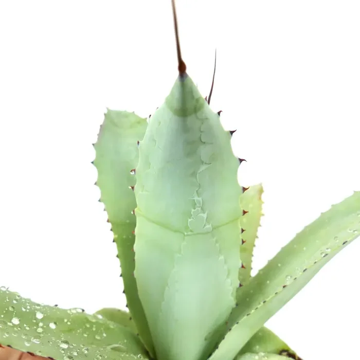 Agave weberi X eborispina GREEN CONE (Mr. Corsi HYBRID)