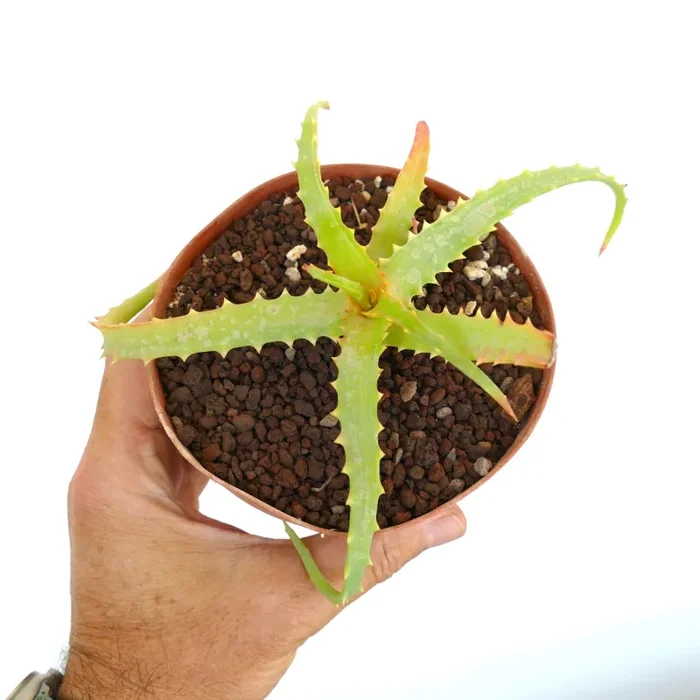 Aloe arborescens SLIGHTLY VARIEGATED 553