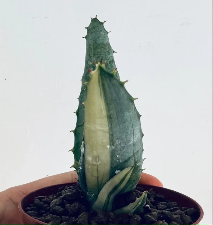 ALOE FEROX VAR. MARLOTHII VARIEGATA G1 - immagine 2