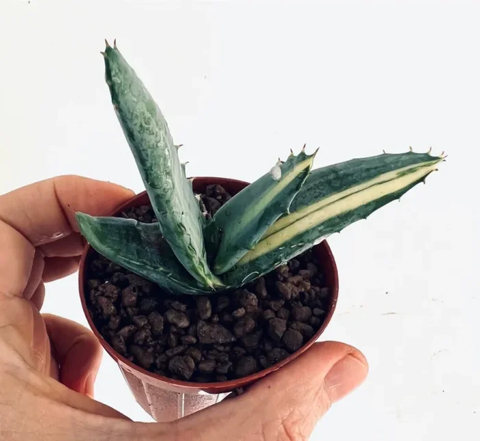 ALOE FEROX VAR. MARLOTHII VARIEGATA G1 - immagine 3
