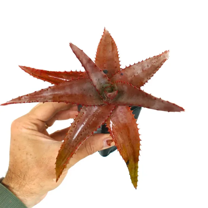 Aloe Palmiformis (Angola Near Lubango) EX Nursery Exotica, Taches Brunes R1R