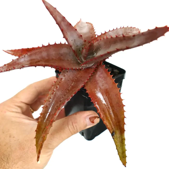 Aloe Palmiformis (Angola Near Lubango) EX Nursery Exotica, Taches Brunes R1R - immagine 2