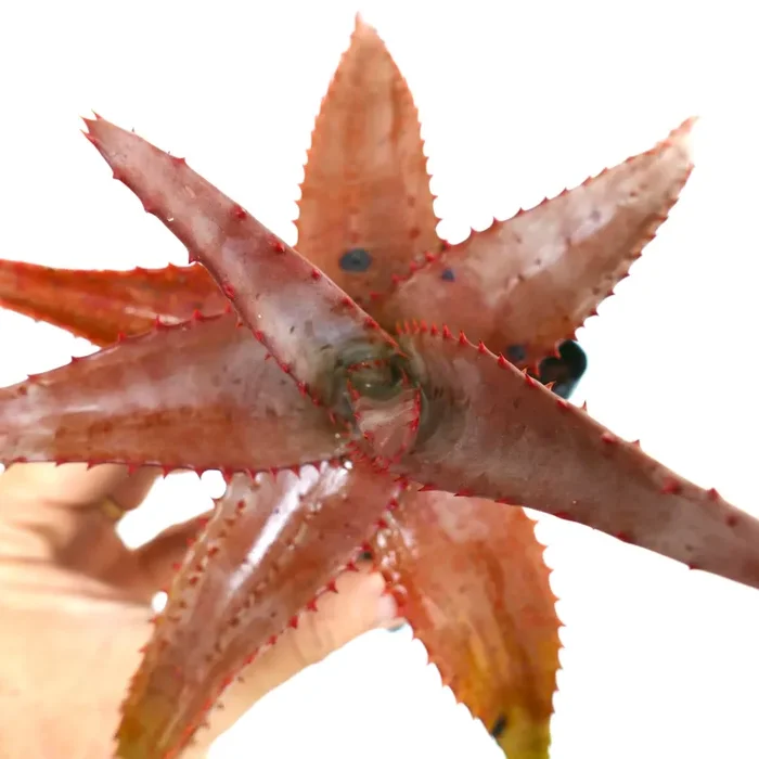 Aloe Palmiformis (Angola Near Lubango) EX Nursery Exotica, Taches Brunes R1R - immagine 3