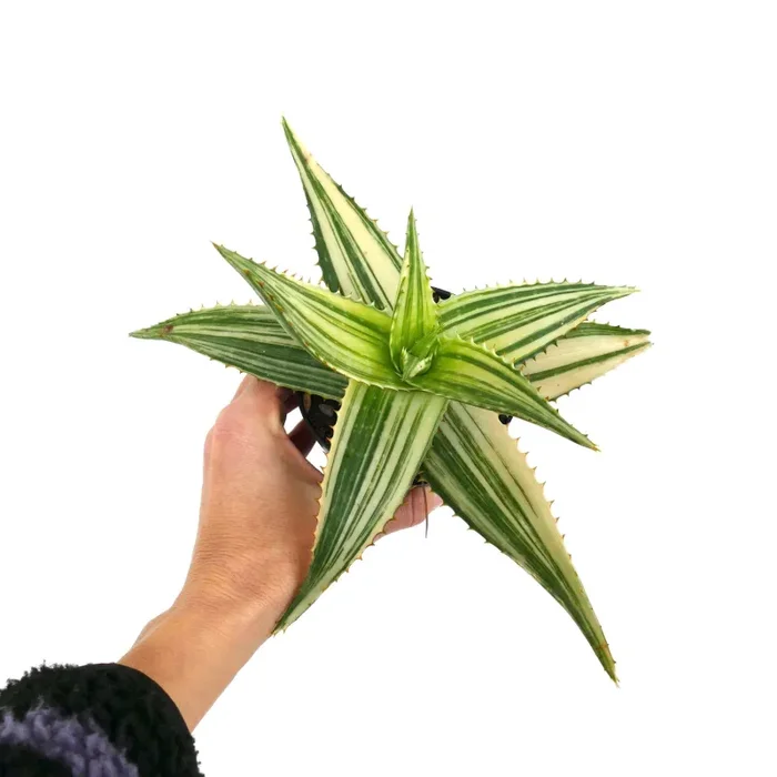 Aloe saponaria REVERSE VARIEGATED ZC31 Vendita calda