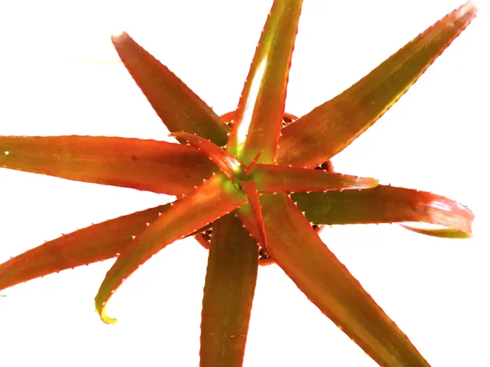 Aloe vaotsanda (Madagascar, vicino Linta River) SEMI