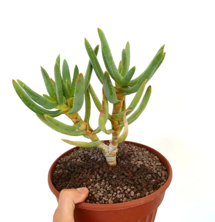 Aloidendron ramosissimum (syn. Aloe ramosissima) 39B Saldi