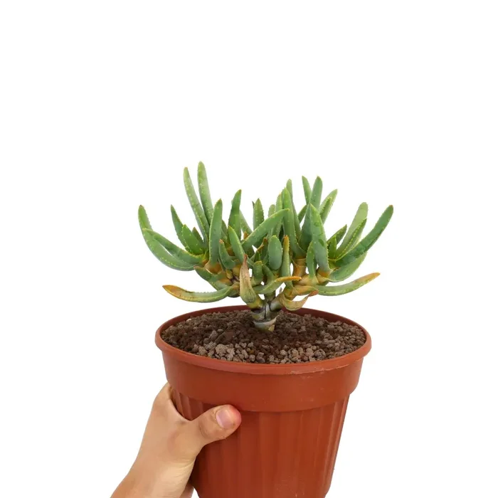 Aloidendron ramosissimum (syn. Aloe ramosissima) YZ3 Moda