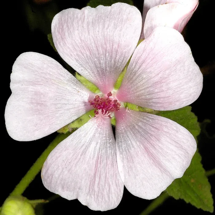 Althaea officinalis SEMI Saldi