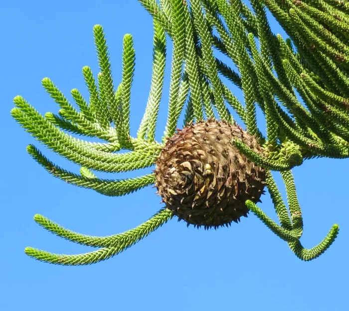 Araucaria heterophylla 50-80cm