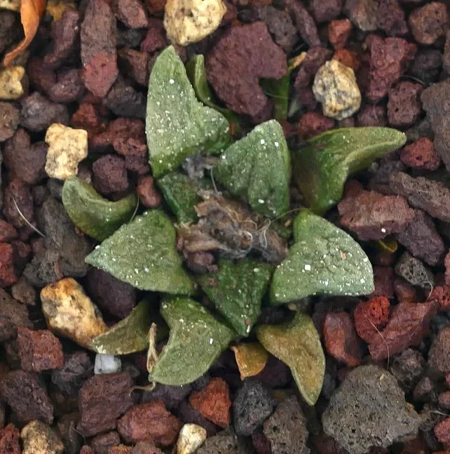 Ariocarpus bravoanus var. hintonii