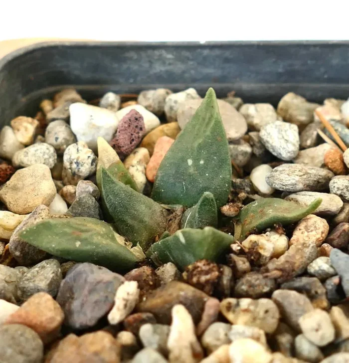 Ariocarpus retusus cv CAULIFLOWER (seedling) 215 Sconti