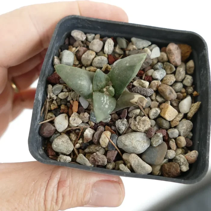 Ariocarpus retusus cv CAULIFLOWER (seedling) C363 Vendita calda