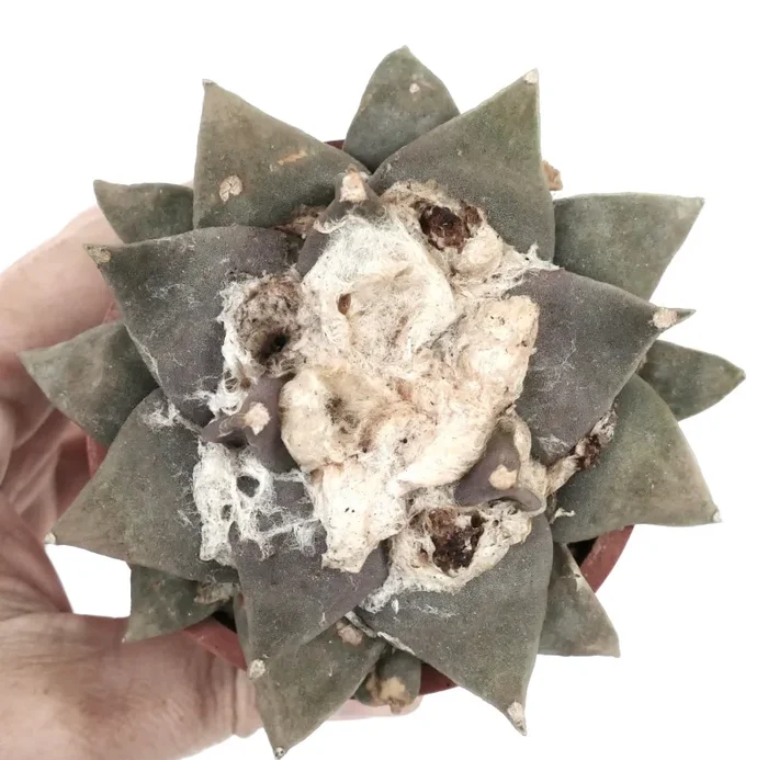 Ariocarpus retusus GREY FORM