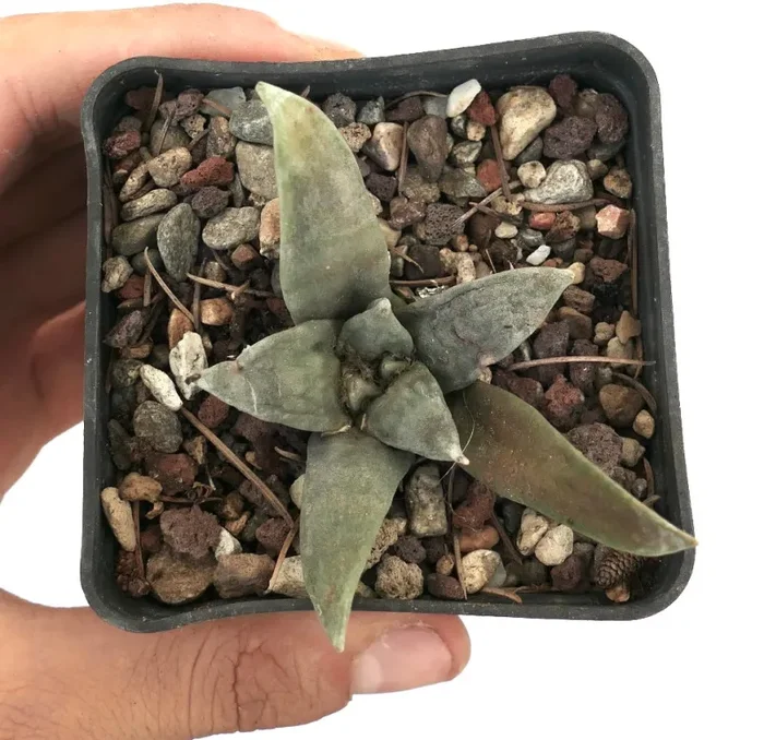 Ariocarpus retusus GREY FORM x Ariocarpus retusus cv CAULIFLOWER - immagine 3