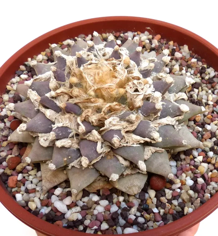 Ariocarpus retusus TYPE 2 MULTITUBEROSUS SEEDS - immagine 2