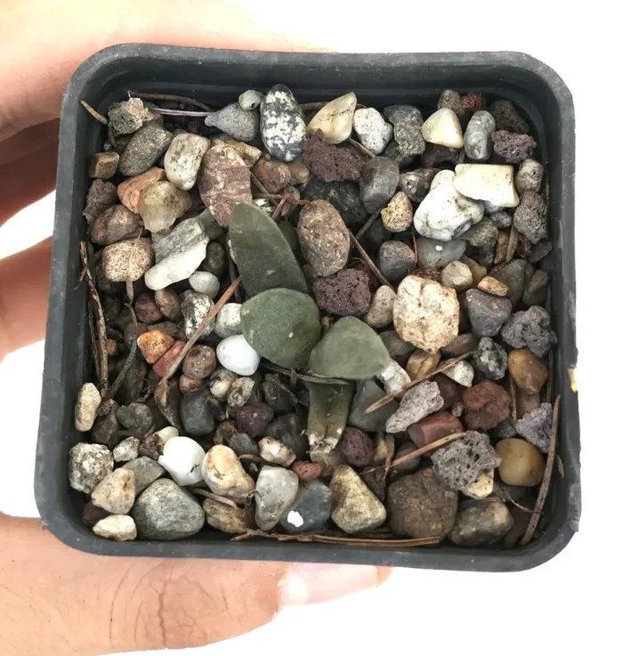 Ariocarpus retusus x Ariocarpus retusus cv FRUMUDOSU In saldo