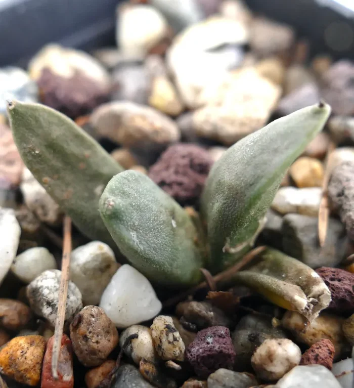 Ariocarpus retusus x Ariocarpus retusus cv FRUMUDOSU In saldo - immagine 2