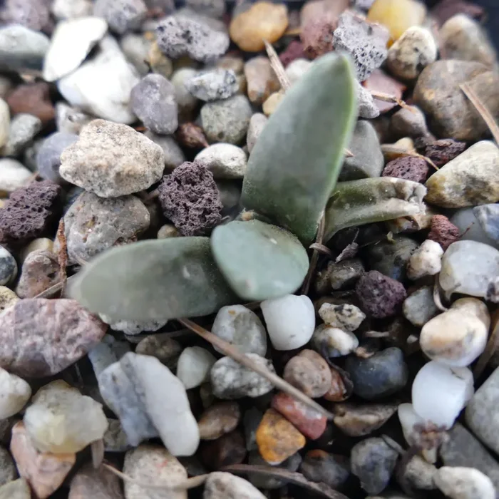 Ariocarpus retusus x Ariocarpus retusus cv FRUMUDOSU In saldo - immagine 3