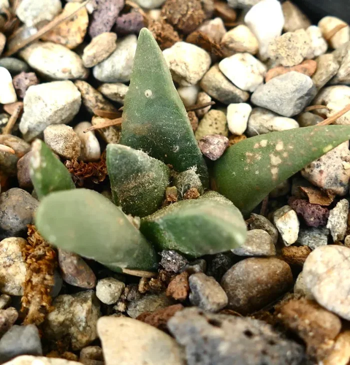 Ariocarpus retusus X Ariocarpus trigonus Fornitura
