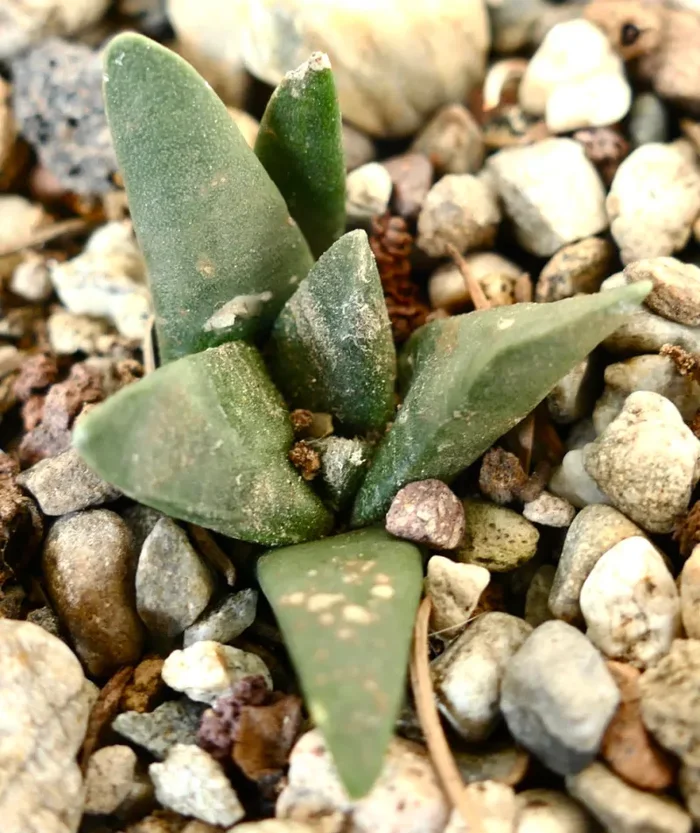 Ariocarpus retusus X Ariocarpus trigonus Fornitura - immagine 3