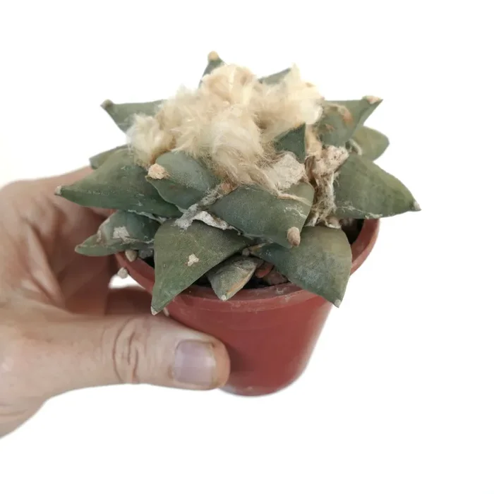 Ariocarpus retusus X cv FRUMUDOSU 11,5cm 0913 - immagine 3