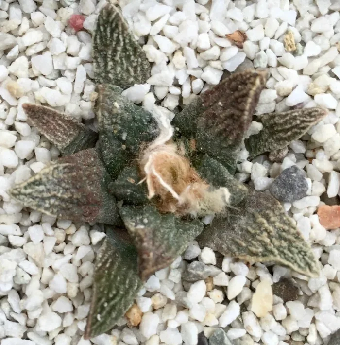 Ariocarpus scapharostrus X fissuratus SEEDS Online ora