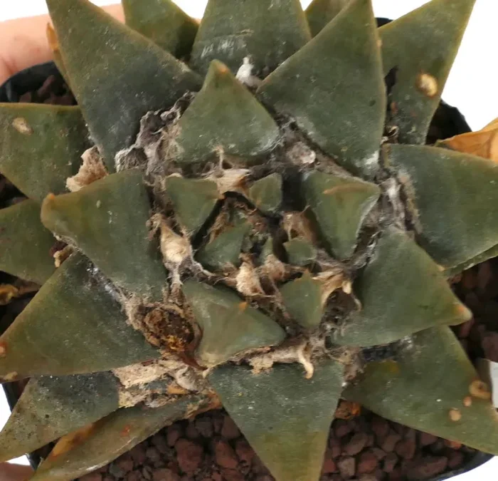 Ariocarpus trigonus var. major D8 - immagine 2