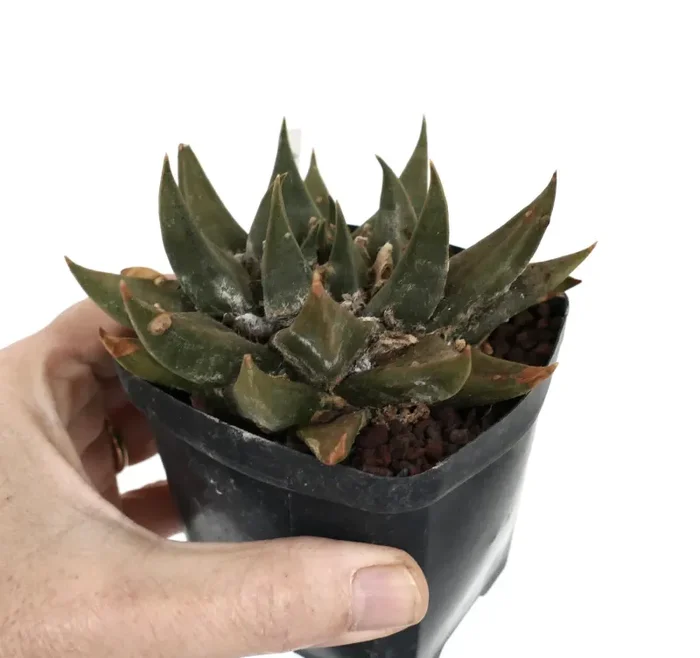 Ariocarpus trigonus var. major D8 - immagine 3