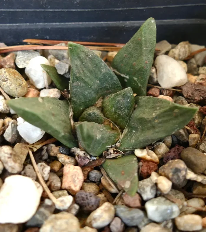 Ariocarpus trigonus X Ariocarpus fiss cv GODZILLA Vendita calda