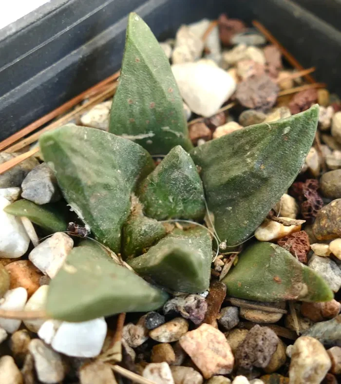 Ariocarpus trigonus X Ariocarpus fiss cv GODZILLA Vendita calda - immagine 2