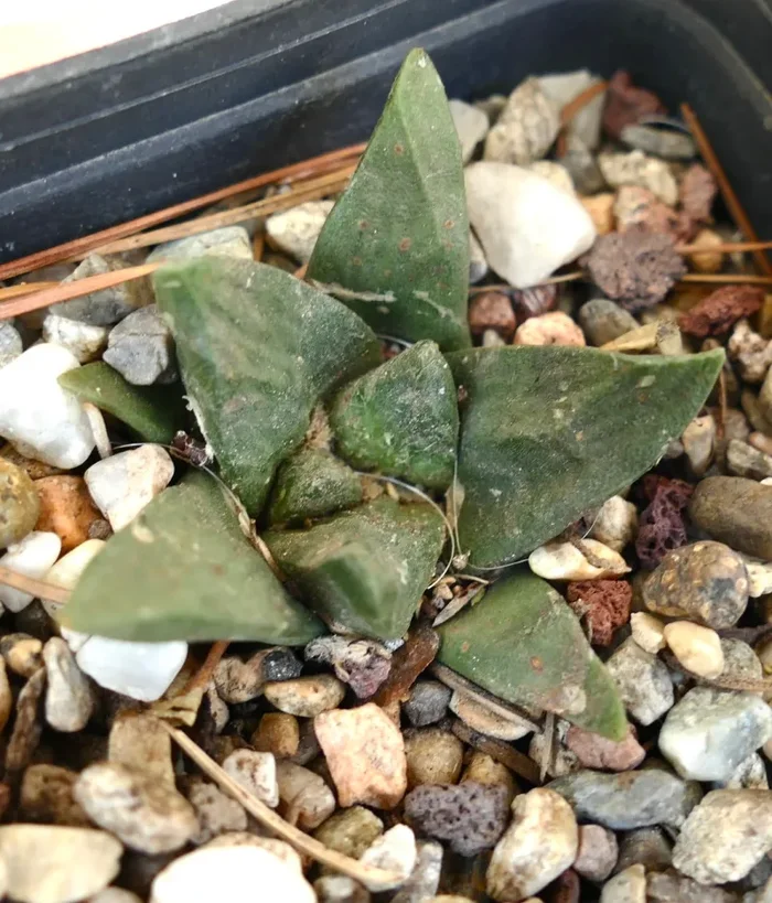 Ariocarpus trigonus X Ariocarpus fiss cv GODZILLA Vendita calda - immagine 3