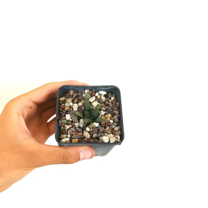 Ariocarpus trigonus X Ariocarpus retusus - immagine 2