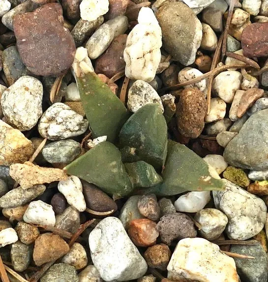 Arioocarpus retusus X Ariocarpus trigonus Sconti