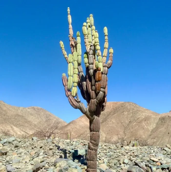 Armatocereus procerus SEMI